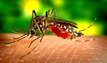 Malaria Mosquito 357X210