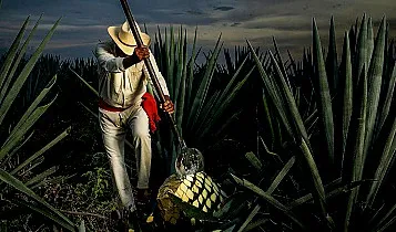 Tequila 357X210